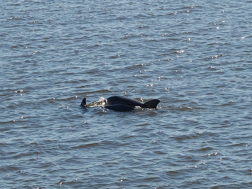 Dolphins | OLYMPUS DIGITAL CAMERA | carlinsc | Flickr