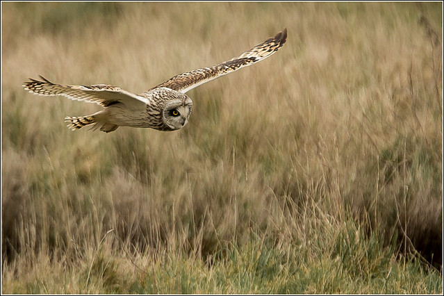 The Owl hunts again-2