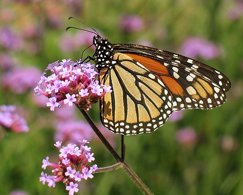 butterfly nc northcarolina monarch chapelhill aswpix
