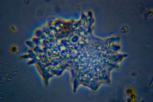 Amoeba | by nebarnix