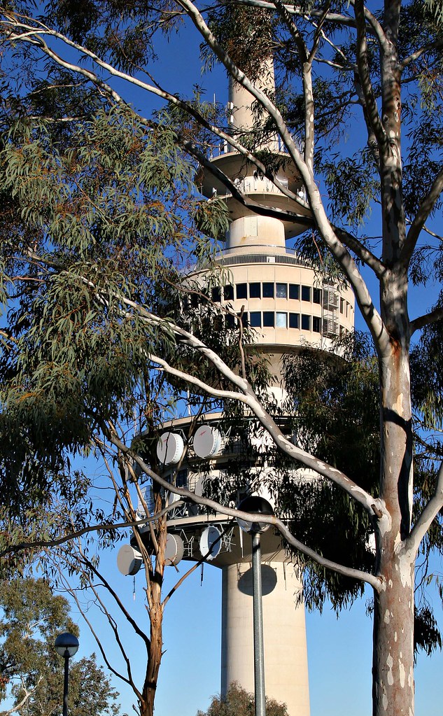Image: Gimme a Tower Among the Gum Trees