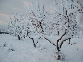 snow0013 | trees in my field. Winter 2006 in Empoli (Florenc… | Flickr