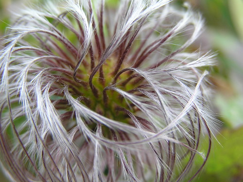 gray hair | by HoLi BeRRY