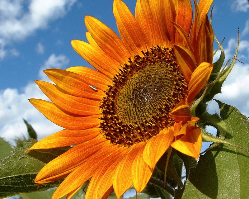 Sunflower Greets the Morning (2) by Roger Lynn