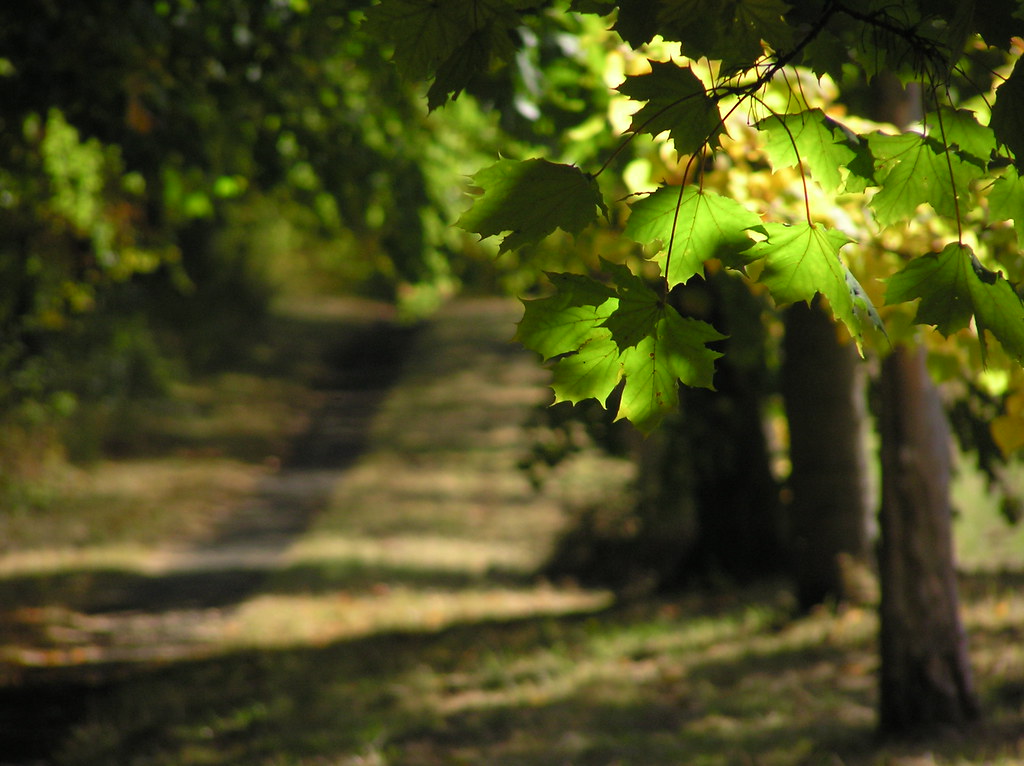 Autumn scene near Chackmore Buckingham | Autumn scene near C… | Flickr