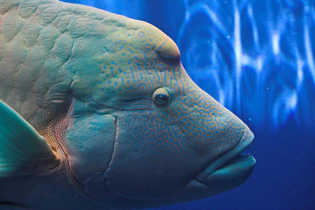 ナポレオンフィッシュ Napoleonfish Su Neko Flickr
