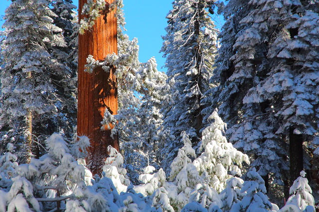 IMG_1995 Giant Forest in Winter, Sequoia National Park