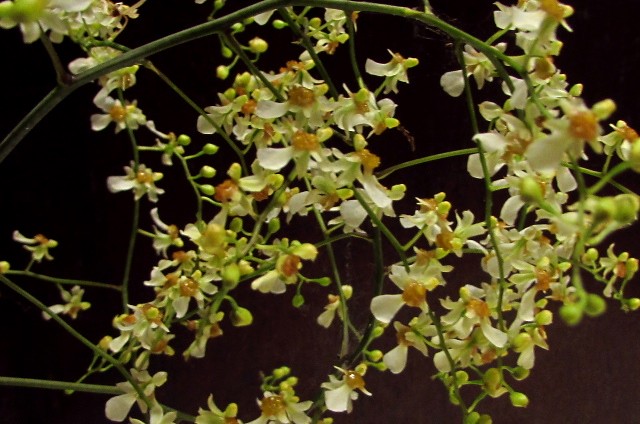 Rhinocidium (Micro orquídea)