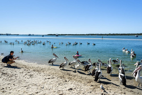 camera sky people pelicans water birds swimming river boats sand labrador australia queensland surfersparadise goldcoast triptoqueenslandbrisbane