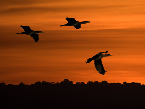 sunset nature birds nikon wildlife sp di cormorant vc usd d810 f563 150600mm burtonmarshtamron