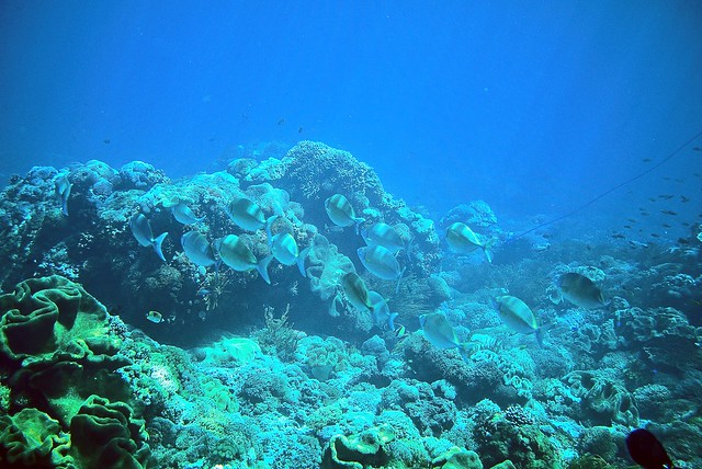 Underwater Lembongan