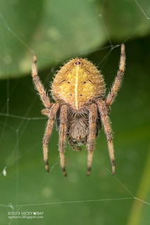 Orb weaver spider (Eriophora ravilla) - ESC_0212