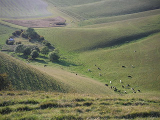 Cows at bottom of Milk Hill SWC Walk 127 Pewsey Circular
