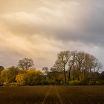 Field in Autumn Sunshine- 2 0f 2