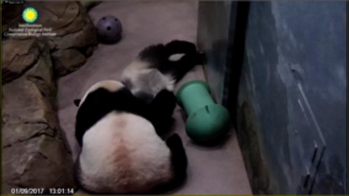 Mei checking on her cubbie. Attribution: Smithsonian's National Zoo | by helenwoo555