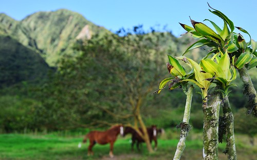 desktop horses animals landscape volcano panama mammals centraldistrict ungulates featured elvalle elvalledeanton domesticates antonvalley cerrogaital cocléprovince