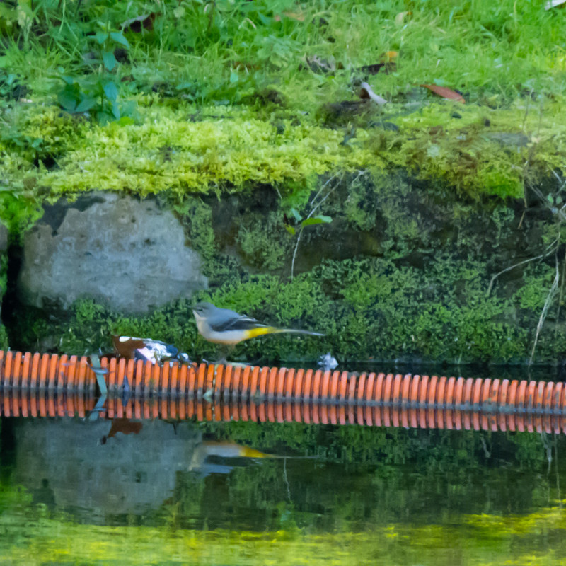 Grey wagtail on a barrier