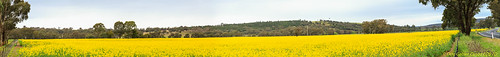australia fieldofflowers flowers nsw newsouthwales yellow yellowflowers aus canola