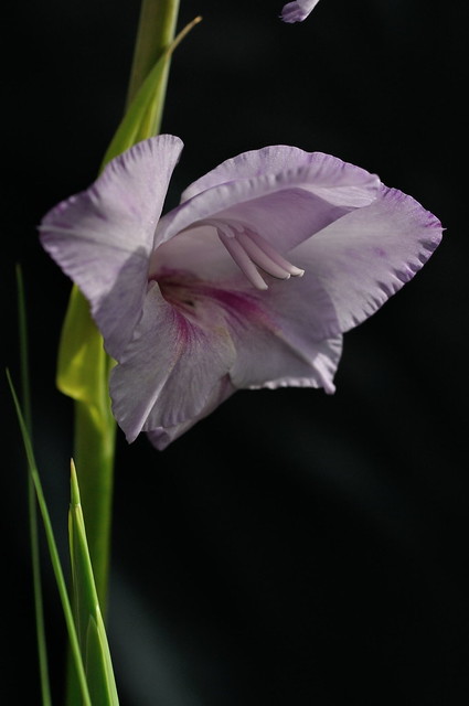 Lilac Gladioli Costa