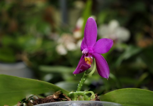 Phalaenopsis violacea  21266125742_f24efbee5d