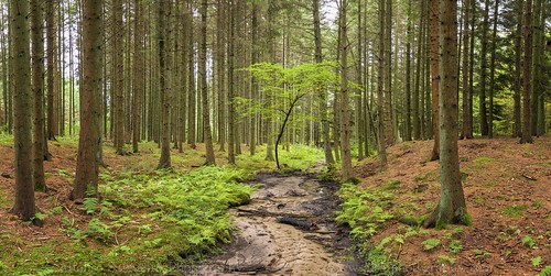 forest luxembourg lu luxemburgo steinsel ernzblanche colorcheckerpassport güenewald whiteernz