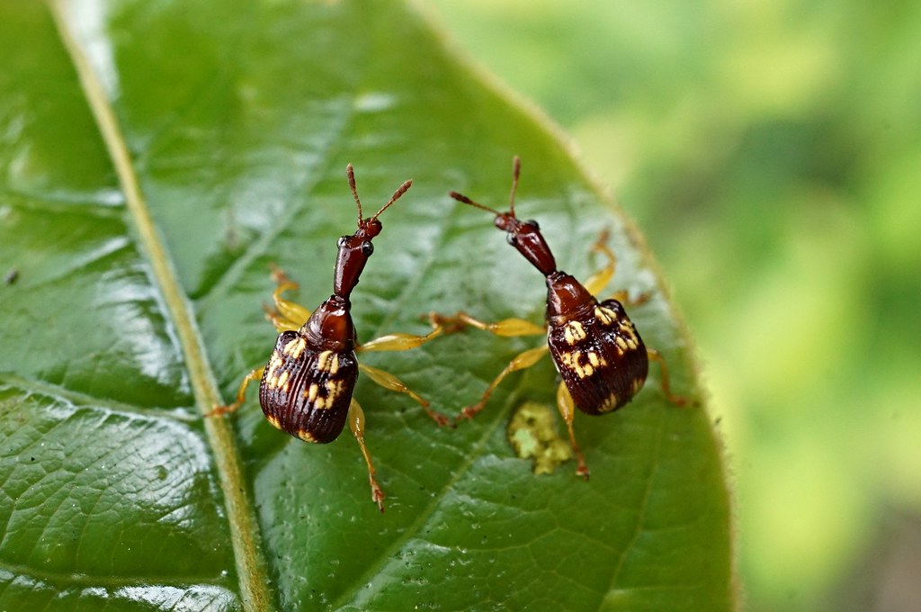 Leaf Rolling Weevils (Apoderus notatus.),Singapore | Flickr