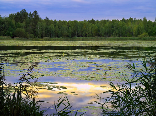 nature landscape europa europe outdoor reserve poland polska natura leisure wypoczynek dabrowagornicza krajobraz rezerwat dąbrowagórnicza