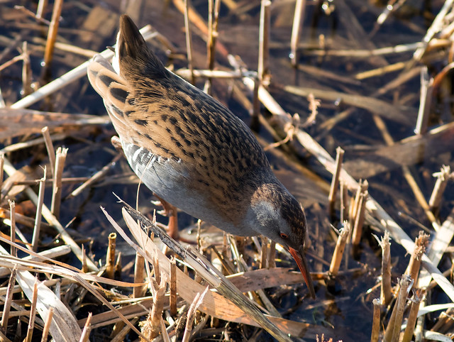 Water Rail from above