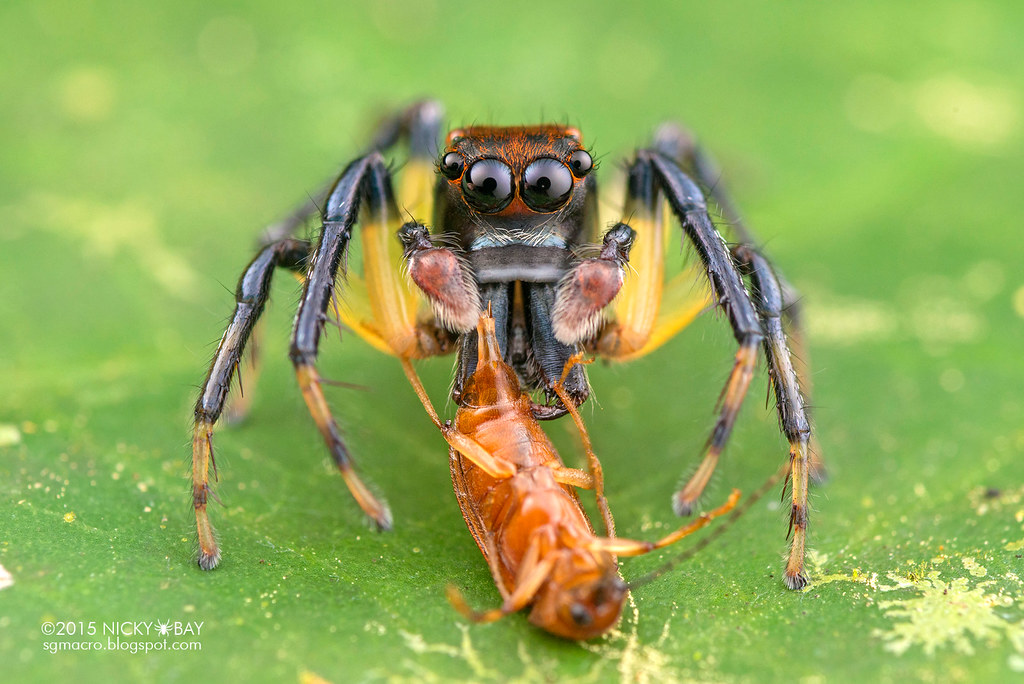 Jumping spider (Amycus sp.) - DSC_4388 | sgmacro.blogspot.co… | Nicky ...