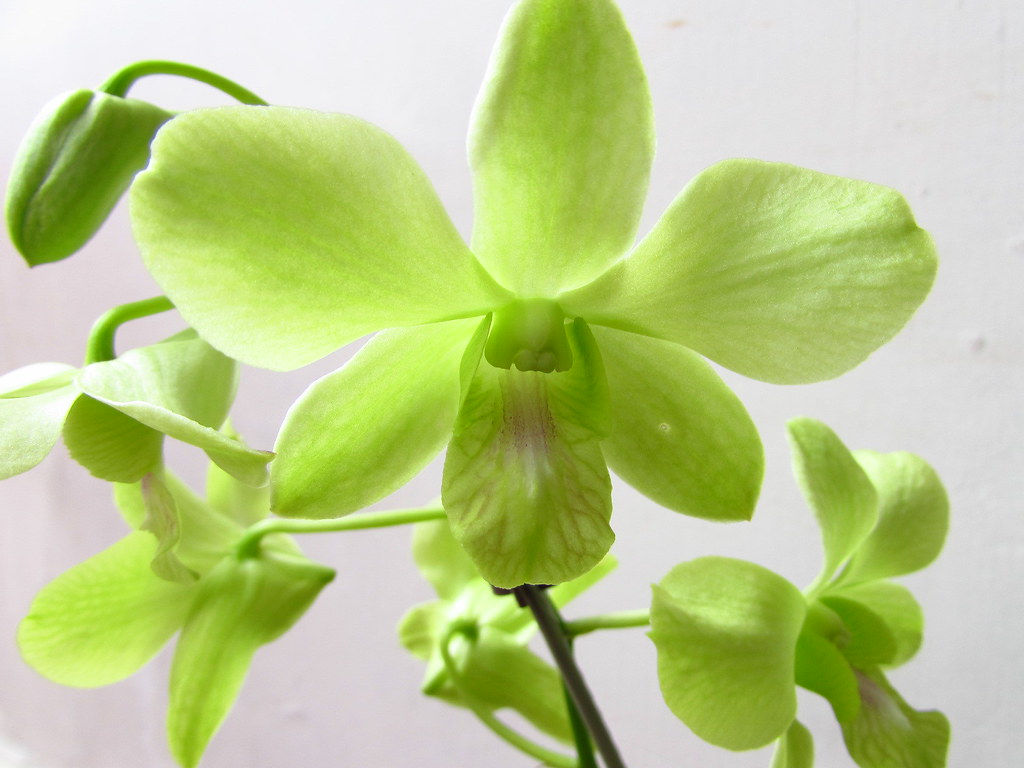 Denphal Verde | SR Orquídeas | Flickr
