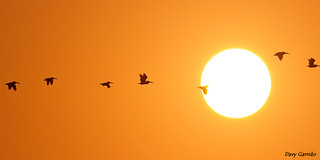 Brown Pelican  to the sun...
