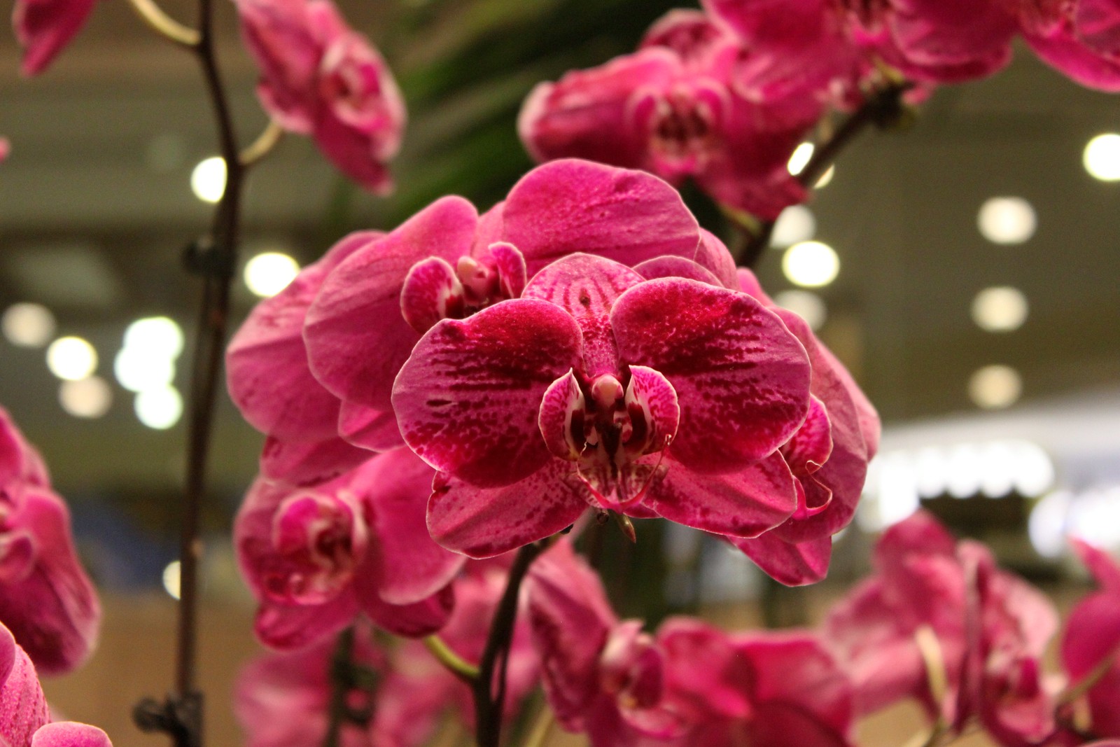 Orchideengarten im Changi Airport Singapur (2)