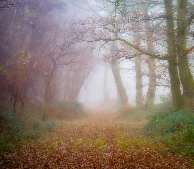 A  misty December day in Harewood Forest near Andover - Orton effect applied