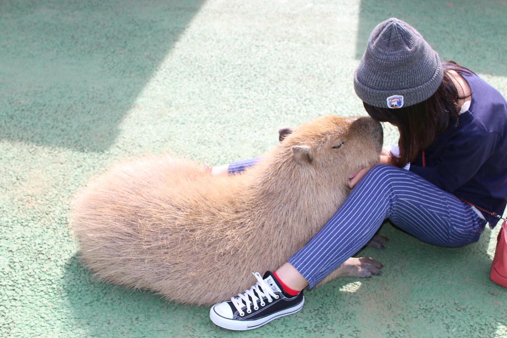 カ ピ バ ラ Capybara.