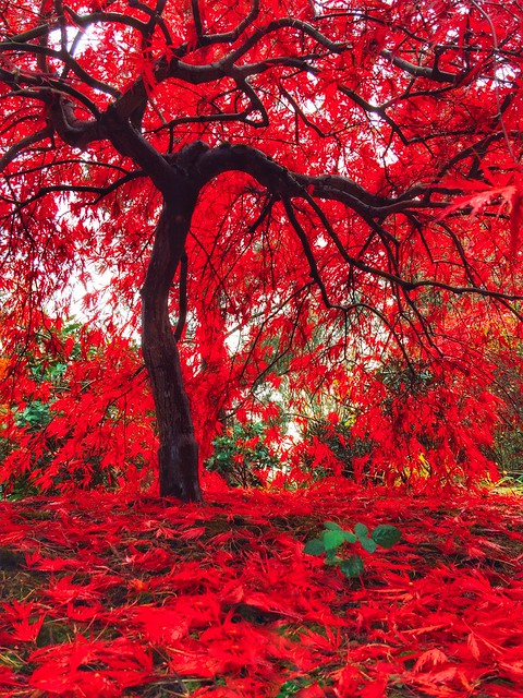 Crimson Canopy