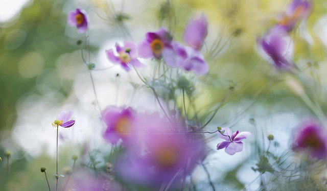 anemone meadow