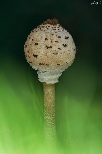 Frade,  Parasol mushroom (Macrolepiota procera) - [in Nature]