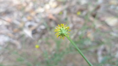 daisy flower underside