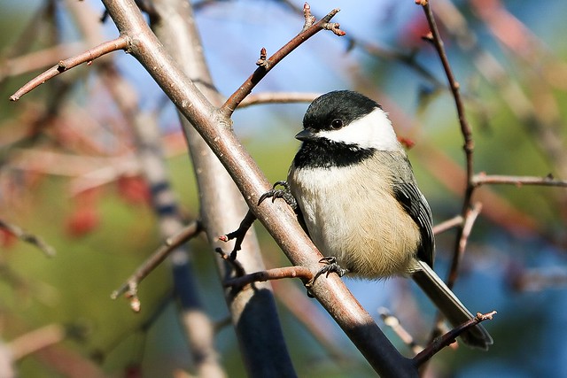 Black-capped Chickadee (Poecile atricapillus)  Another View