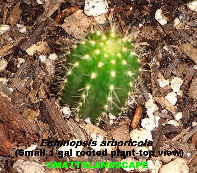 Echinopsis arboricola ( Example of 1 gal. rooted stock plants at the nursery-top view/apex )