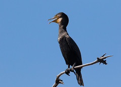Great Cormorant (Phalacrocorax Carbo)