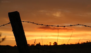 Barbed-wire Sunset