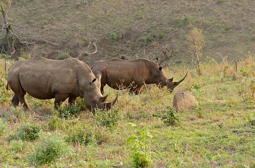 whiterhino ceratotheriumsimum rhinoceros rhino taxonomy:binomial=ceratotheriumsimum hluhluwe hluhluweimfolozi