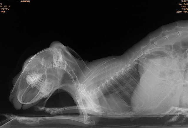 Rabbit Radiography Radiography rabbit | Flickr