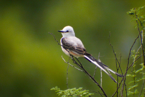 bird wildlife birding ornithology birdwatching oiseau texas2004 faune scissortailedflycatcher ornithologie tyranàlonguequeue