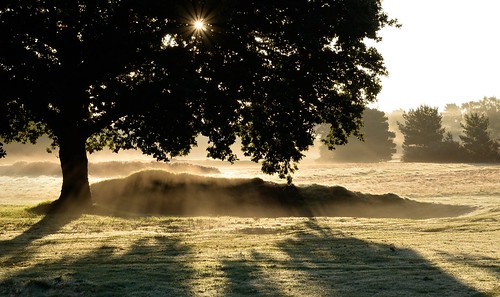 autumn mist tree sunrise golf heath walton