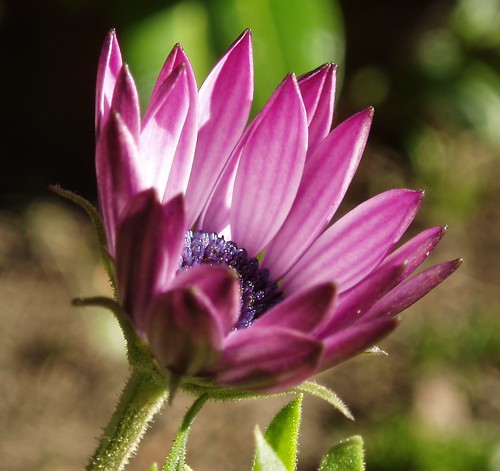 Pink & Blue | by Blue Adept