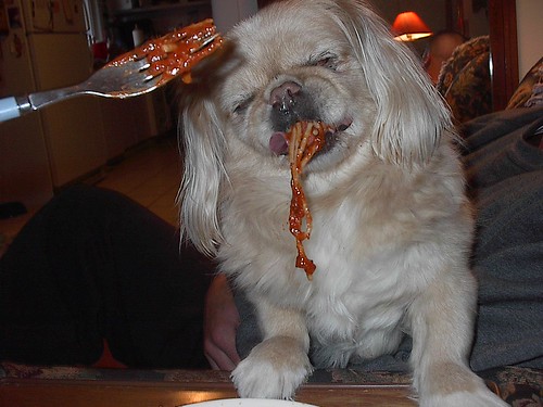 Pekingese Dog Eating Spaghetti From A Fork