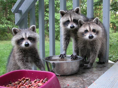 Racoon Kids | A trio of baby racoons enjoy some food left fo… | Flickr