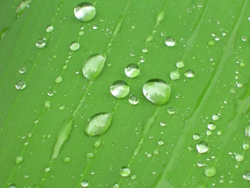 Banana tree leaf | by Ankur Upadhyay
